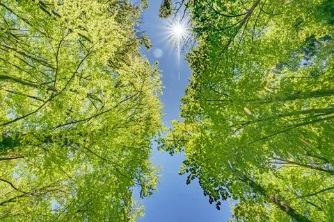 Observing the sun peeking through the trees in a forest is a serene experienc Foto stock
