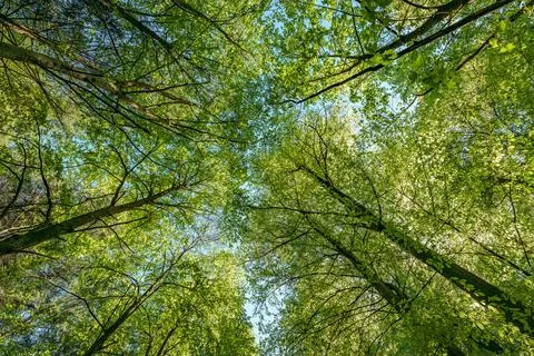 Observing the sun peeking through the trees in a forest is a serene experienc Stock Photos