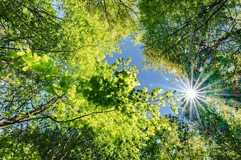 Observing the sun peeking through the trees in a forest is a serene experienc Stock Photos