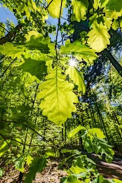 Observing the sun peeking through the trees in a forest is a serene experienc Stock Photos