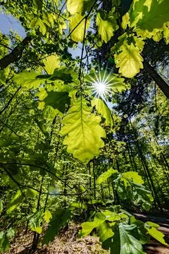 Observing the sun peeking through the trees in a forest is a serene experienc Stock Photos