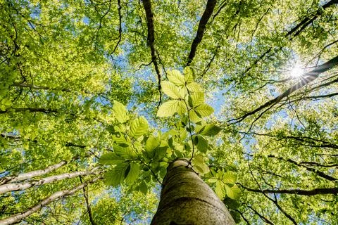 Observing the sun peeking through the trees in a forest is a serene experienc Stock Photos