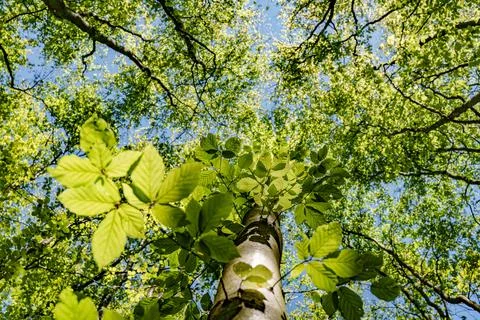 Observing the sun peeking through the trees in a forest is a serene experienc Stock Photos