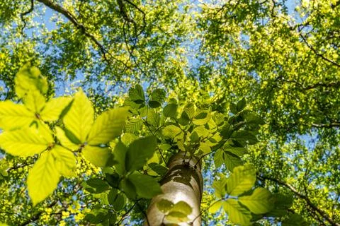 Observing the sun peeking through the trees in a forest is a serene experienc Stock Photos