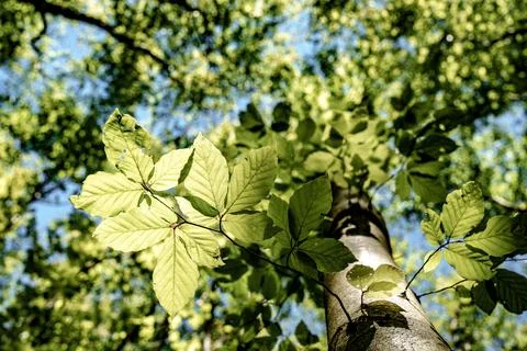 Observing the sun peeking through the trees in a forest is a serene experienc Stock Photos