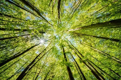 Observing the sun peeking through the trees in a forest is a serene experienc Foto stock