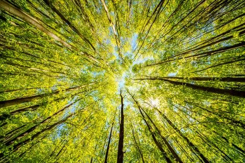 Observing the sun peeking through the trees in a forest is a serene experienc Stock Photos