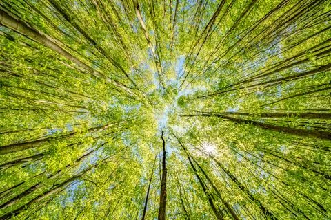 Observing the sun peeking through the trees in a forest is a serene experienc Stock Photos