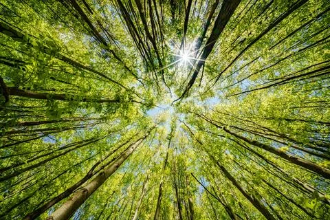 Observing the sun peeking through the trees in a forest is a serene experienc Stock Photos