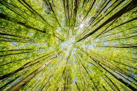 Observing the sun peeking through the trees in a forest is a serene experienc Foto stock