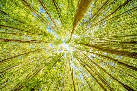 Observing the sun peeking through the trees in a forest is a serene experienc Foto stock