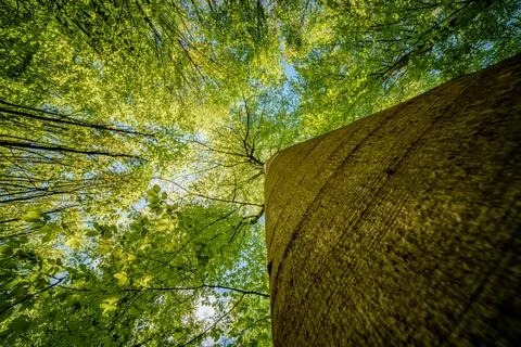 Observing the sun peeking through the trees in a forest is a serene experienc Foto stock
