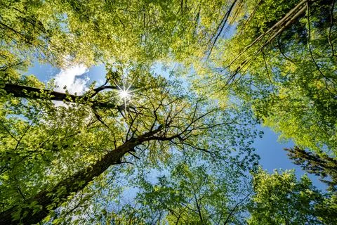 Observing the sun peeking through the trees in a forest is a serene experienc Stock Photos