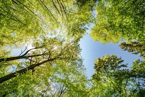 Observing the sun peeking through the trees in a forest is a serene experienc Stock Photos