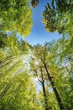 Observing the sun peeking through the trees in a forest is a serene experienc Stock Photos