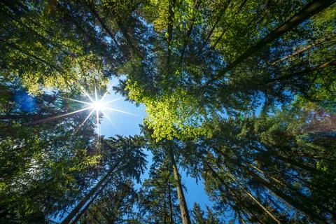 Observing the sun peeking through the trees in a forest is a serene experienc Stock Photos