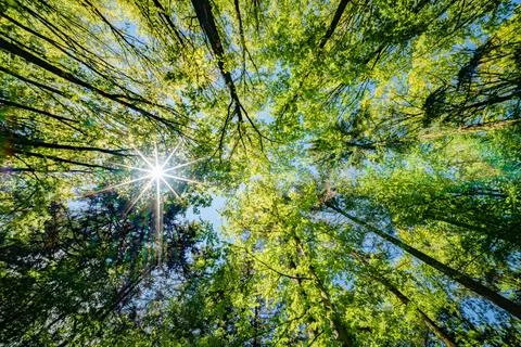 Observing the sun peeking through the trees in a forest is a serene experienc Stock Photos