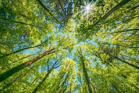 Observing the sun peeking through the trees in a forest is a serene experienc Stock Photos