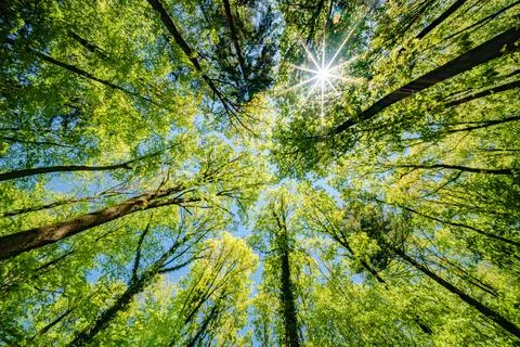 Observing the sun peeking through the trees in a forest is a serene experienc Stock Photos