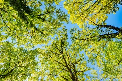 Observing the sun peeking through the trees in a forest is a serene experienc Stock Photos