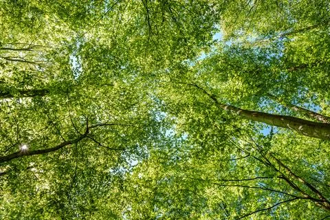 Observing the sun peeking through the trees in a forest is a serene experienc Stock Photos