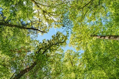 Observing the sun peeking through the trees in a forest is a serene experienc Stock Photos