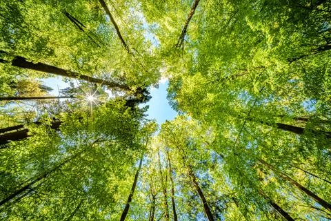 Observing the sun peeking through the trees in a forest is a serene experienc Stock Photos