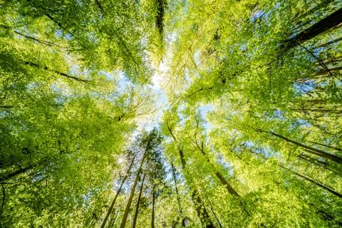 Observing the sun peeking through the trees in a forest is a serene experienc Stock Photos