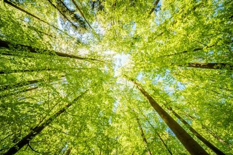 Observing the sun peeking through the trees in a forest is a serene experienc Stock Photos