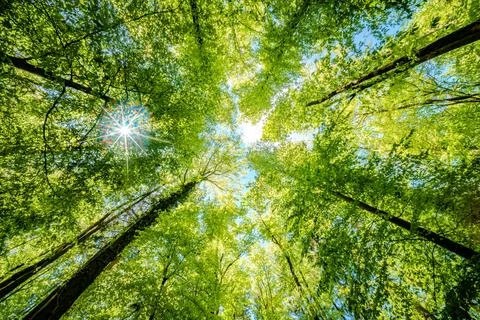 Observing the sun peeking through the trees in a forest is a serene experienc Stock Photos
