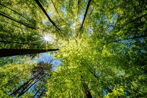 Observing the sun peeking through the trees in a forest is a serene experienc Stock Photos