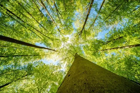 Observing the sun peeking through the trees in a forest is a serene experienc Stock Photos