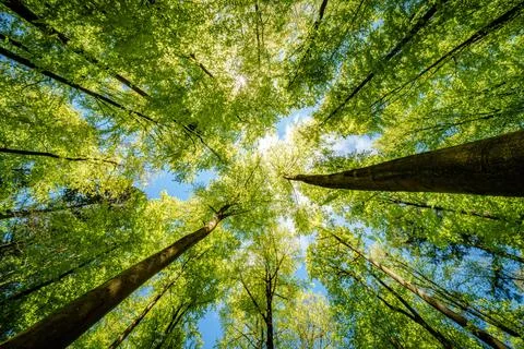 Observing the sun peeking through the trees in a forest is a serene experienc Stock Photos