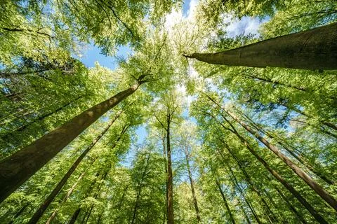 Observing the sun peeking through the trees in a forest is a serene experienc Stock Photos