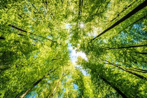 Observing the sun peeking through the trees in a forest is a serene experienc Stock Photos