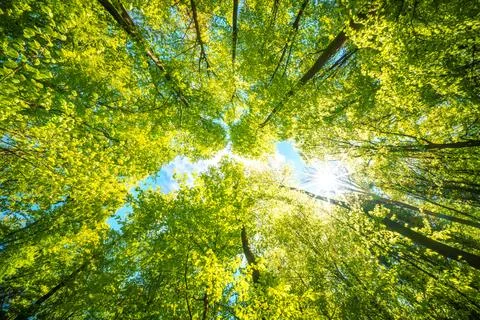 Observing the sun peeking through the trees in a forest is a serene experienc Stock Photos