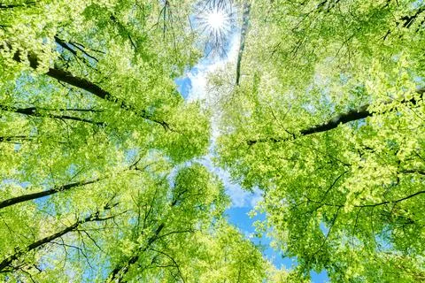 Observing the sun peeking through the trees in a forest is a serene experienc Stock Photos