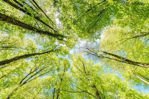 Observing the sun peeking through the trees in a forest is a serene experienc Stock Photos