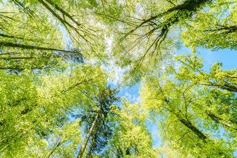 Observing the sun peeking through the trees in a forest is a serene experienc Stock Photos