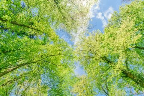 Observing the sun peeking through the trees in a forest is a serene experienc Stock Photos
