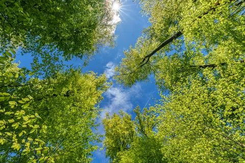 Observing the sun peeking through the trees in a forest is a serene experienc Stock Photos