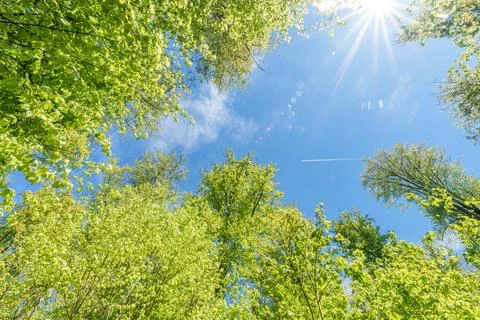Observing the sun peeking through the trees in a forest is a serene experienc Stock Photos