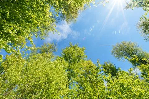 Observing the sun peeking through the trees in a forest is a serene experienc Stock Photos