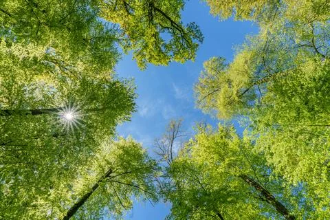 Observing the sun peeking through the trees in a forest is a serene experienc Stock Photos