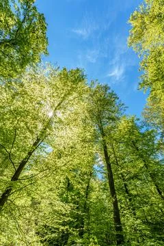 Observing the sun peeking through the trees in a forest is a serene experienc Stock Photos