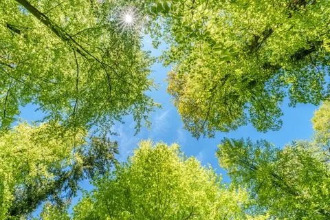 Observing the sun peeking through the trees in a forest is a serene experienc Stock Photos