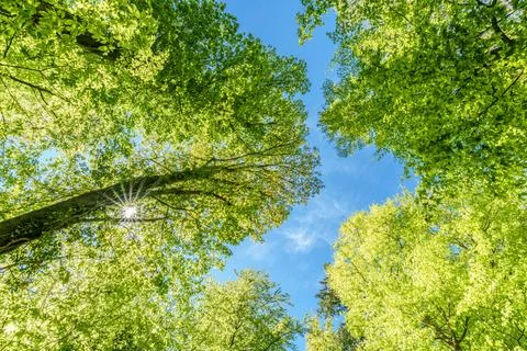 Observing the sun peeking through the trees in a forest is a serene experienc Stock Photos