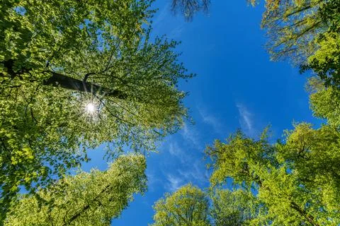 Observing the sun peeking through the trees in a forest is a serene experienc Stock Photos