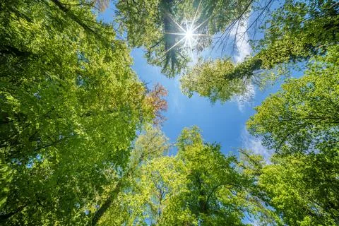Observing the sun peeking through the trees in a forest is a serene experienc Stock Photos