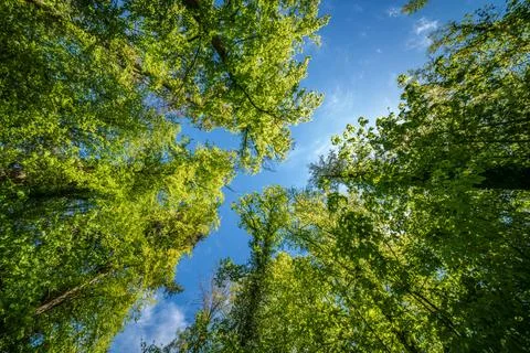 Observing the sun peeking through the trees in a forest is a serene experienc Stock Photos